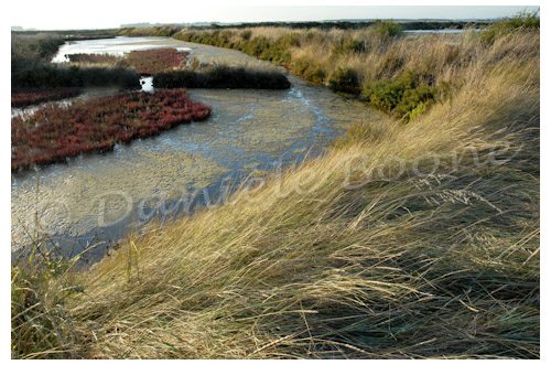 Les marais salants de Batz sur Mer